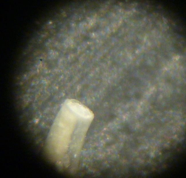 Altra specie di Caecum?